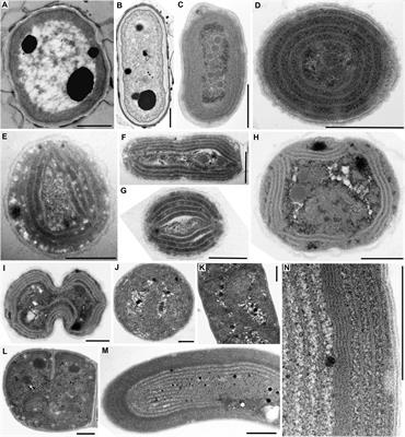 Evolutionary Patterns of Thylakoid Architecture in Cyanobacteria